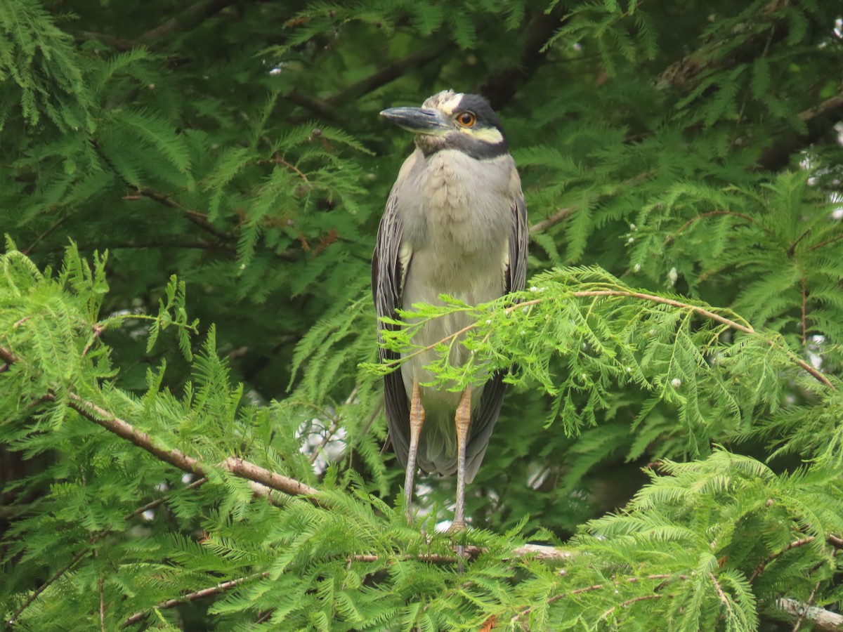 Yellow-crowned Night Heron - ML620761944