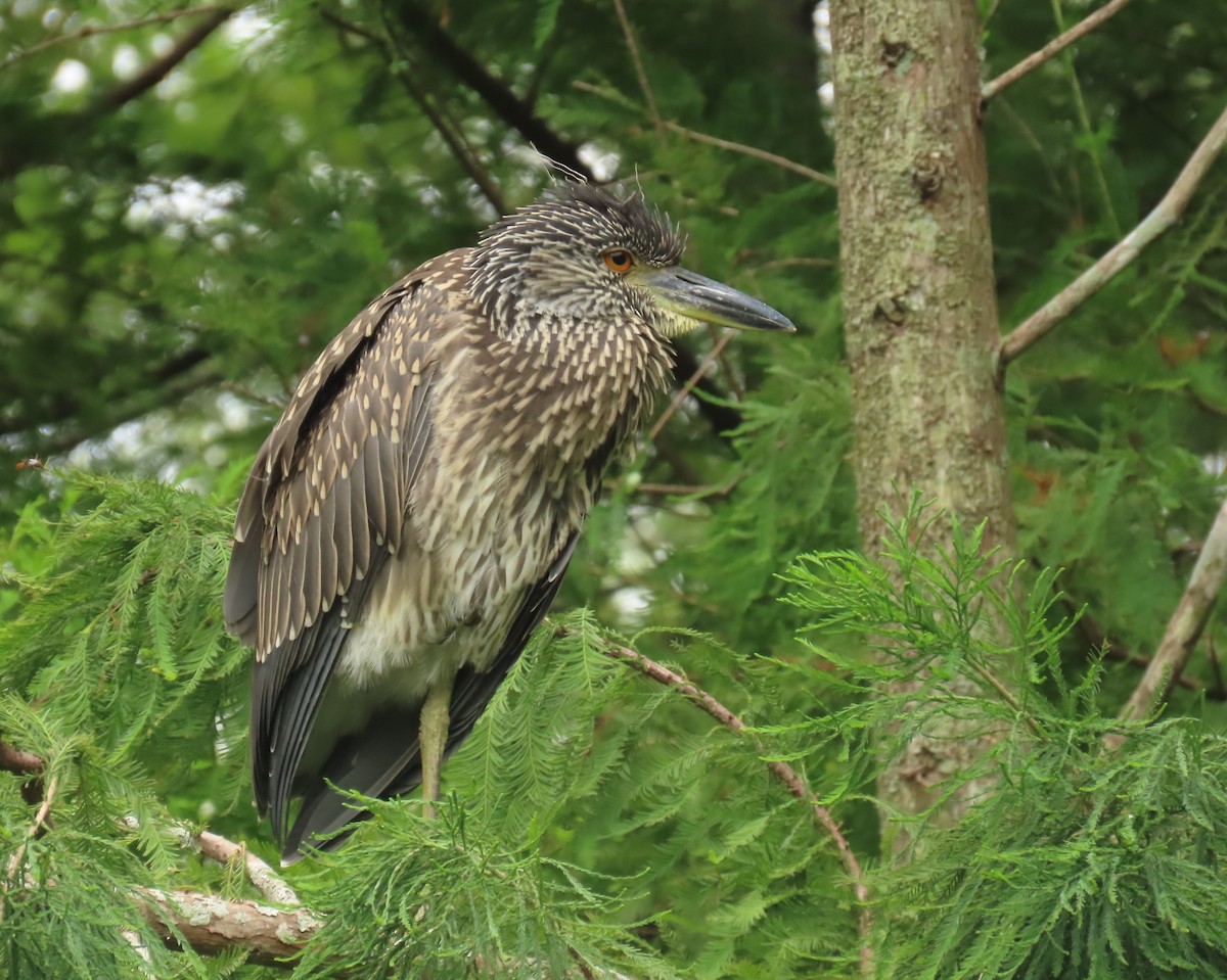 Yellow-crowned Night Heron - ML620761945