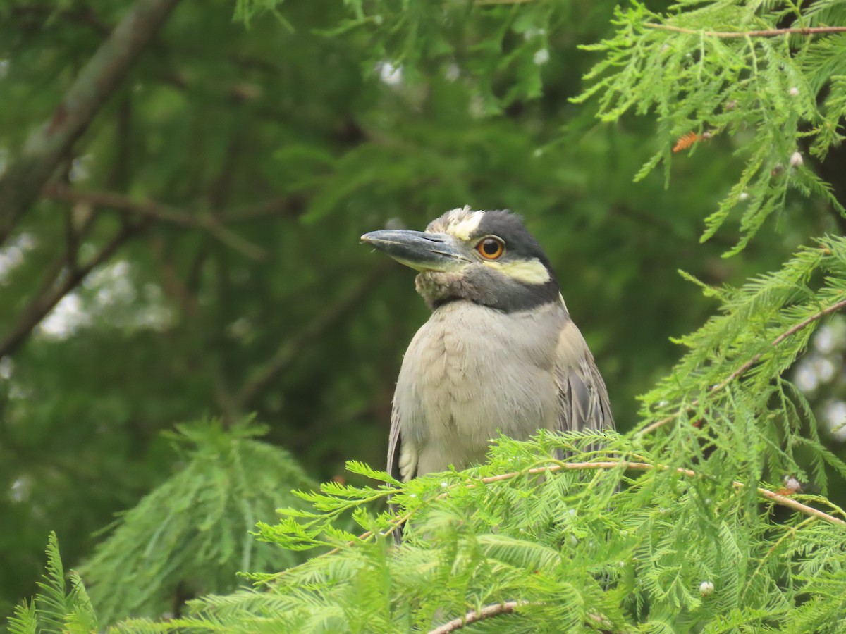 Yellow-crowned Night Heron - ML620761947