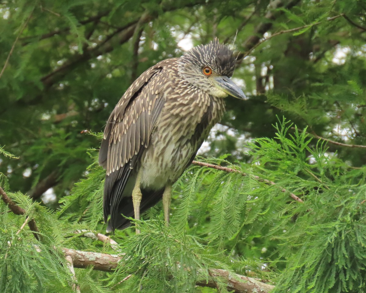 Yellow-crowned Night Heron - ML620761949