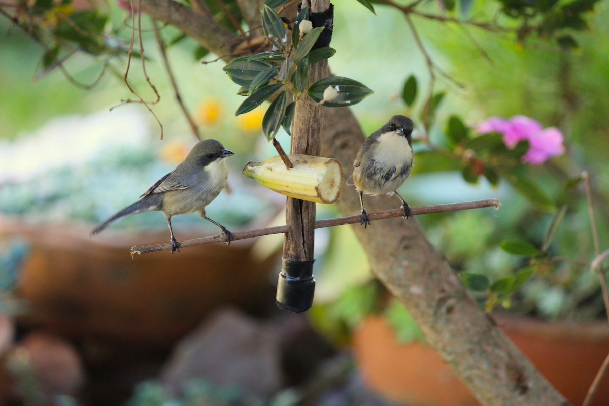 Cinereous Warbling Finch - ML620761951