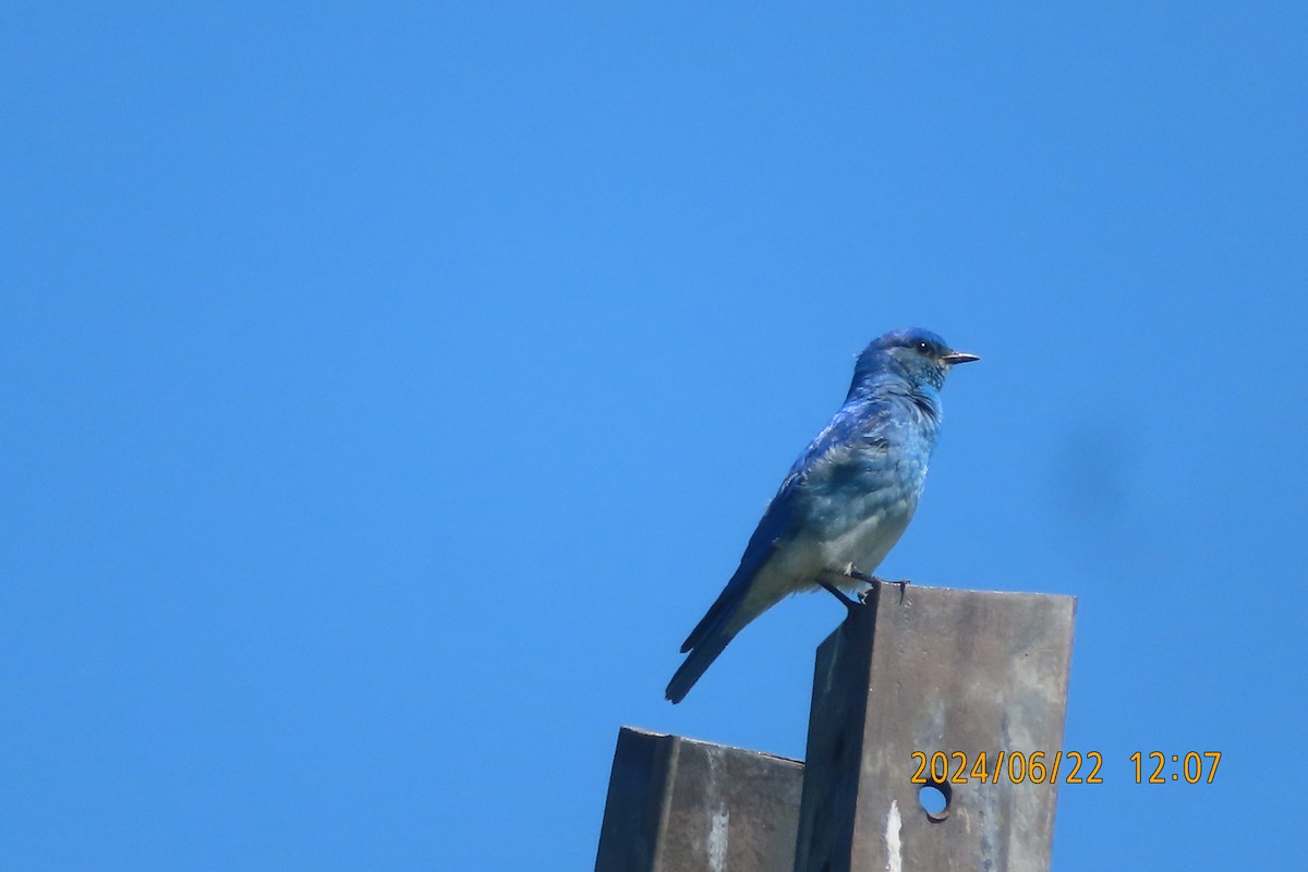 Mountain Bluebird - ML620761962