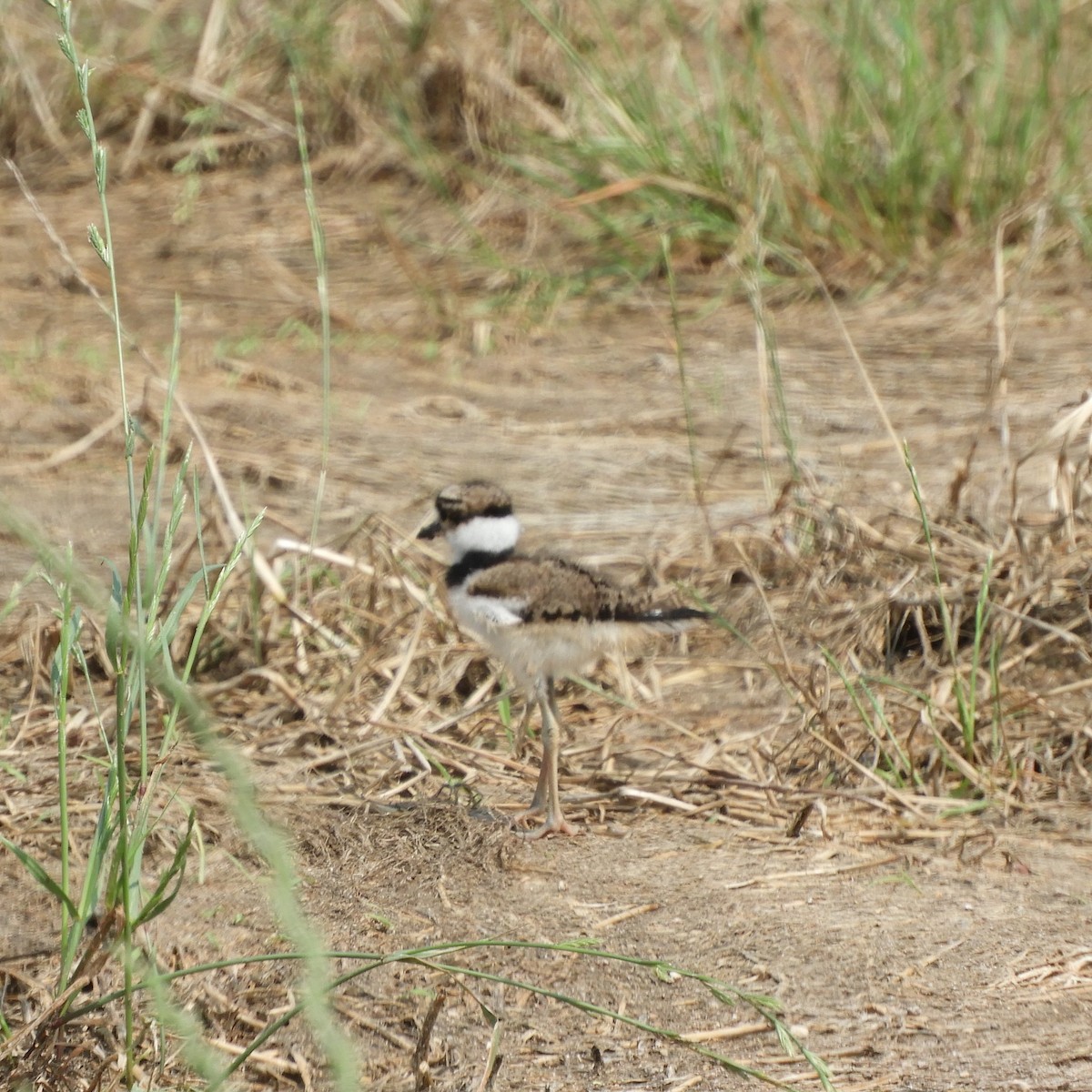 Killdeer - ML620761964