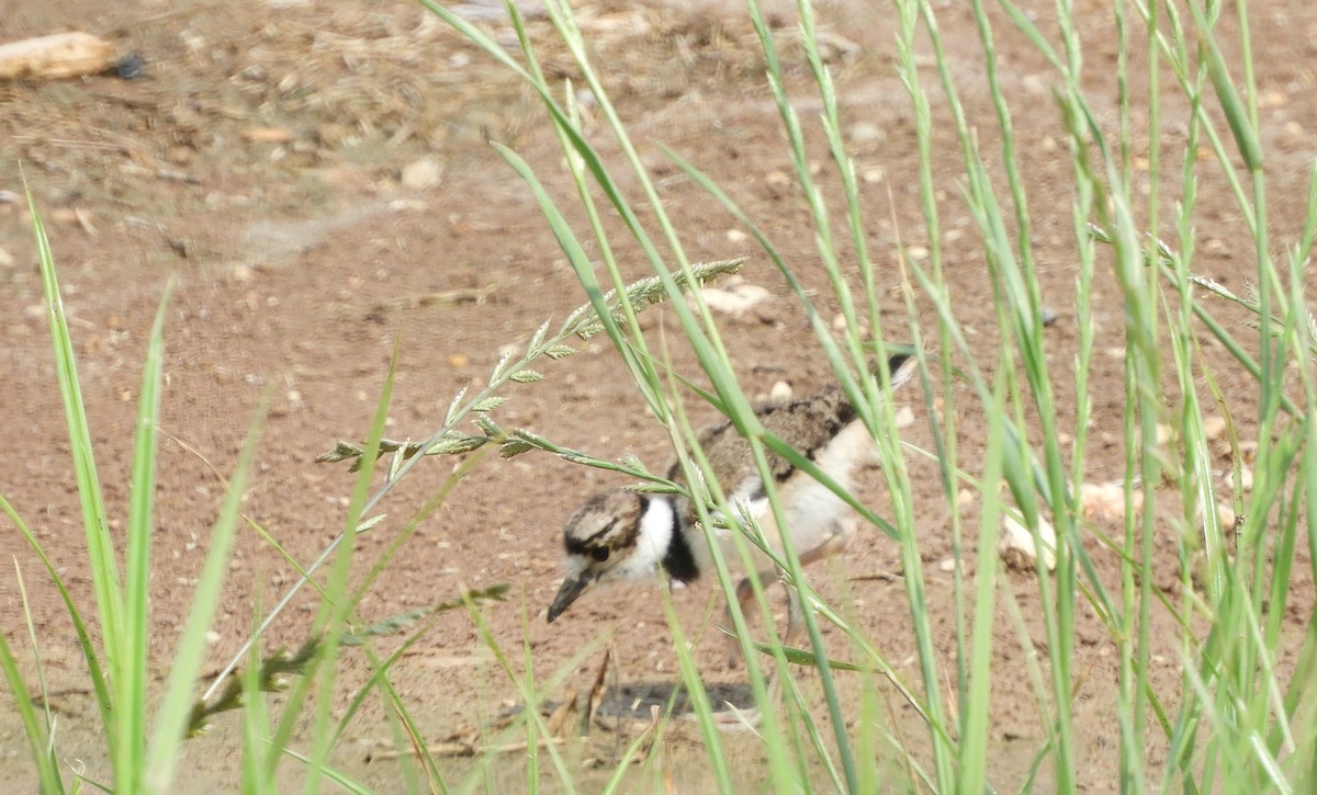 Killdeer - ML620761965