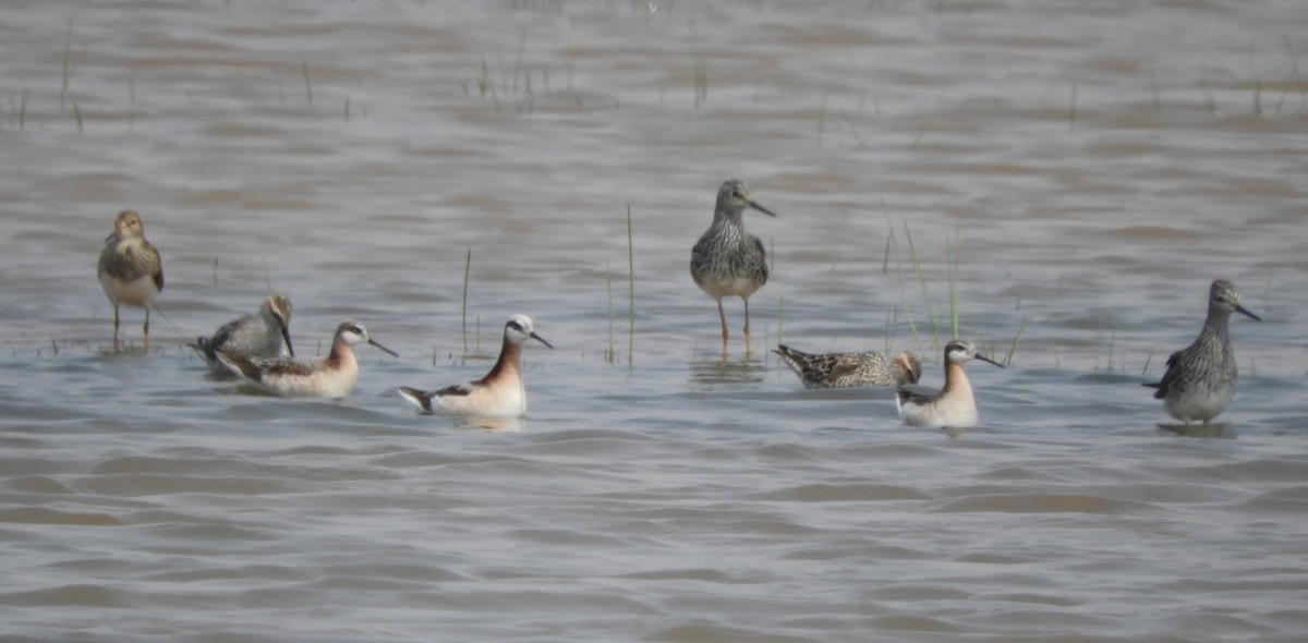 Phalarope de Wilson - ML620761975