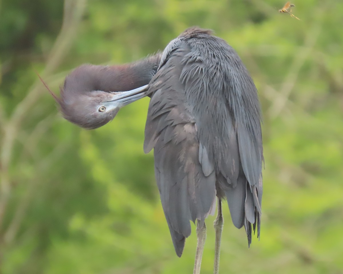 Little Blue Heron - Laurie Witkin