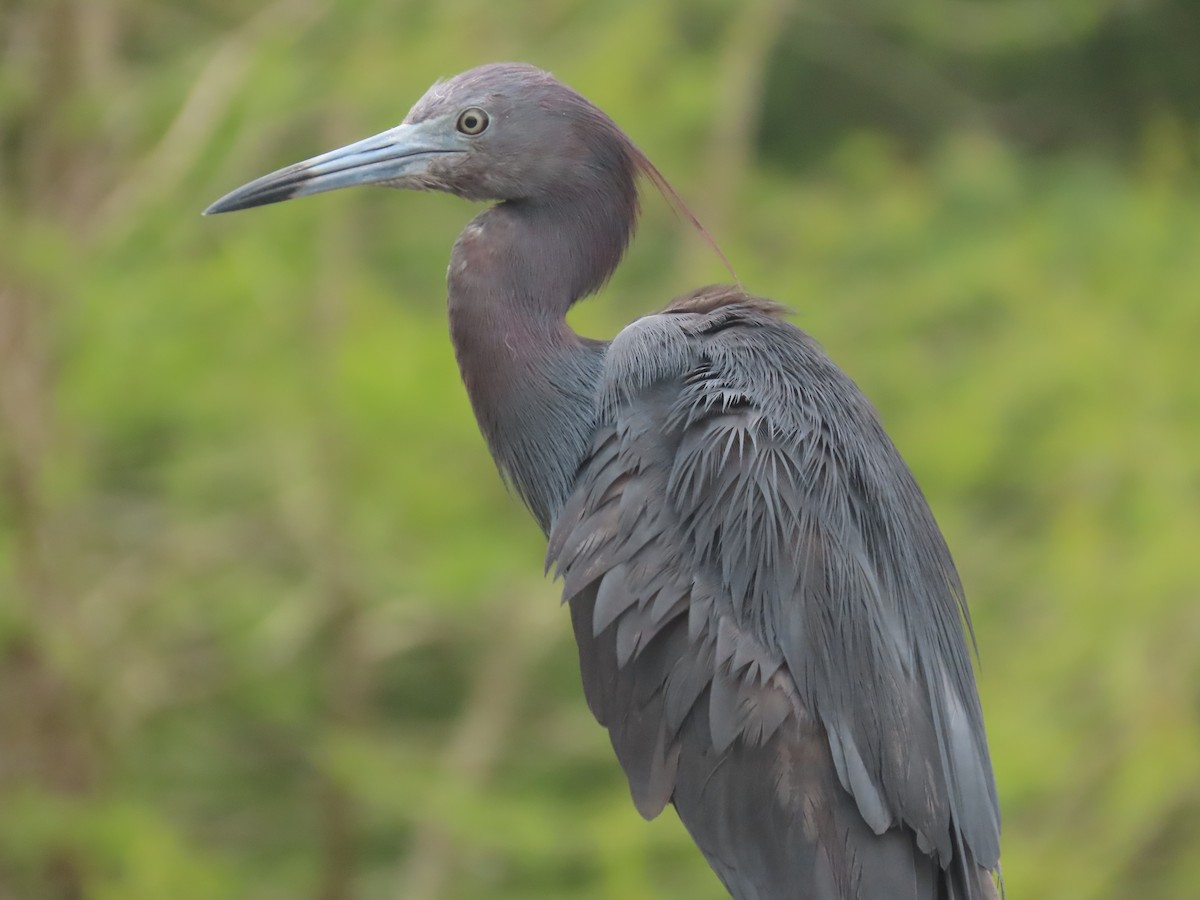 Little Blue Heron - ML620761978