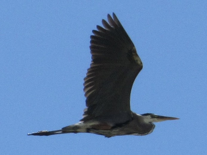 Great Blue Heron - ML620761982