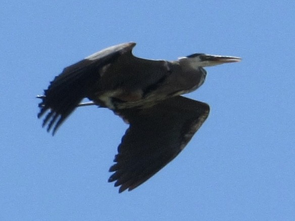 Great Blue Heron - ML620761983