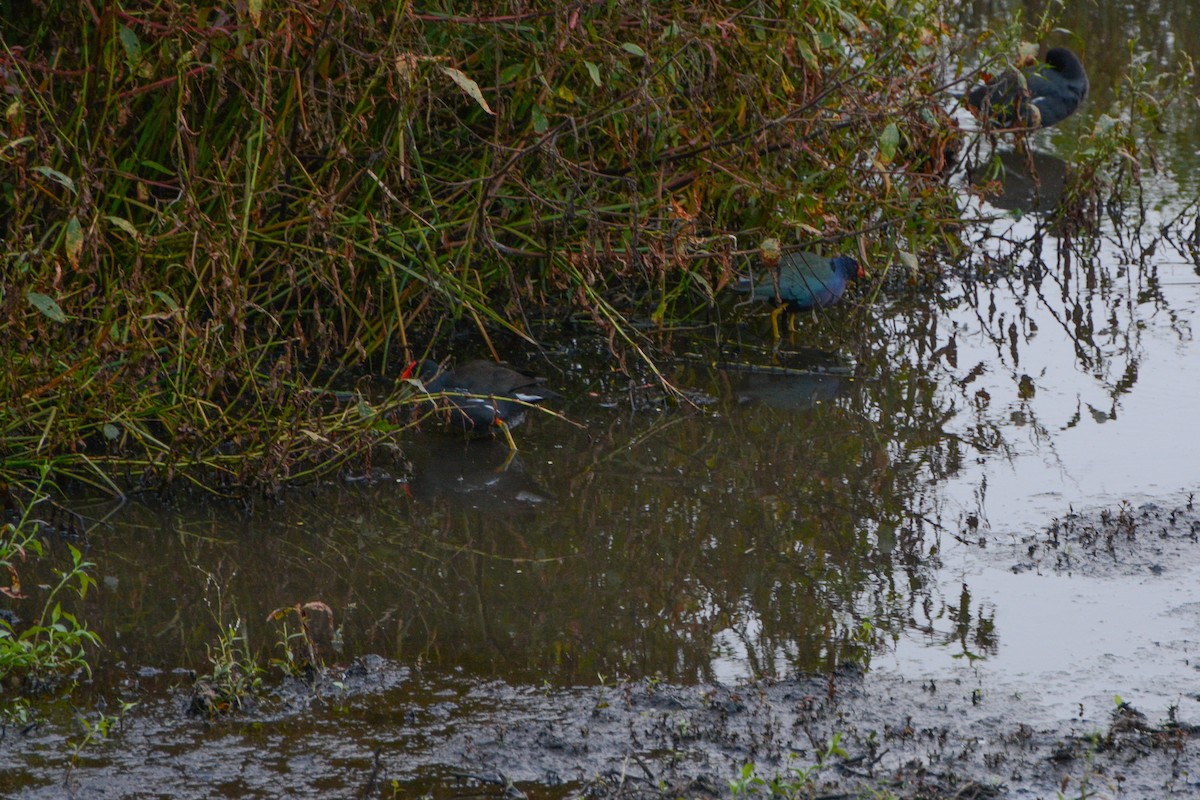 Common Gallinule - ML620761995