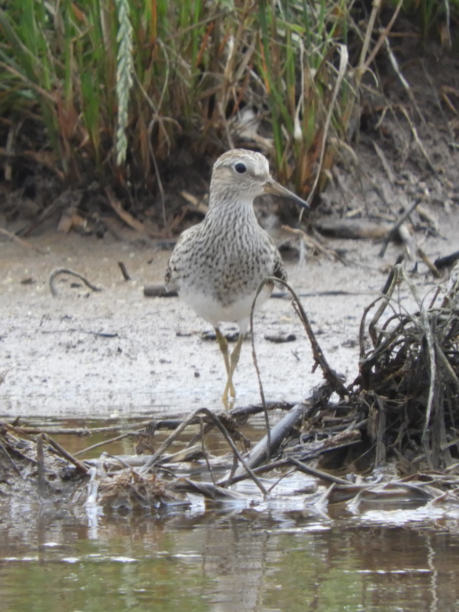 Graubrust-Strandläufer - ML620761996