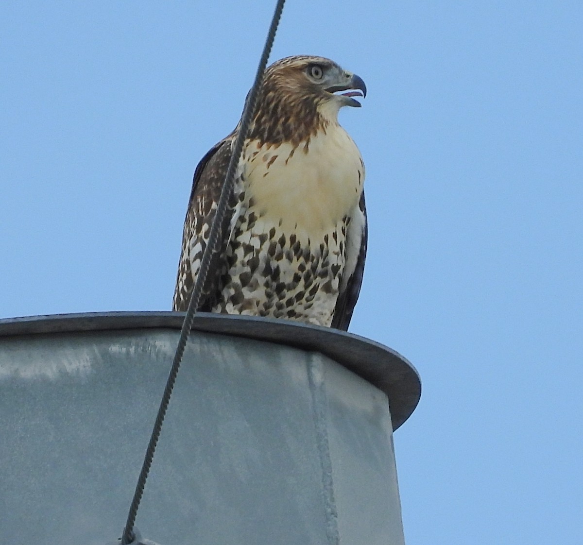 Red-tailed Hawk - ML620761997