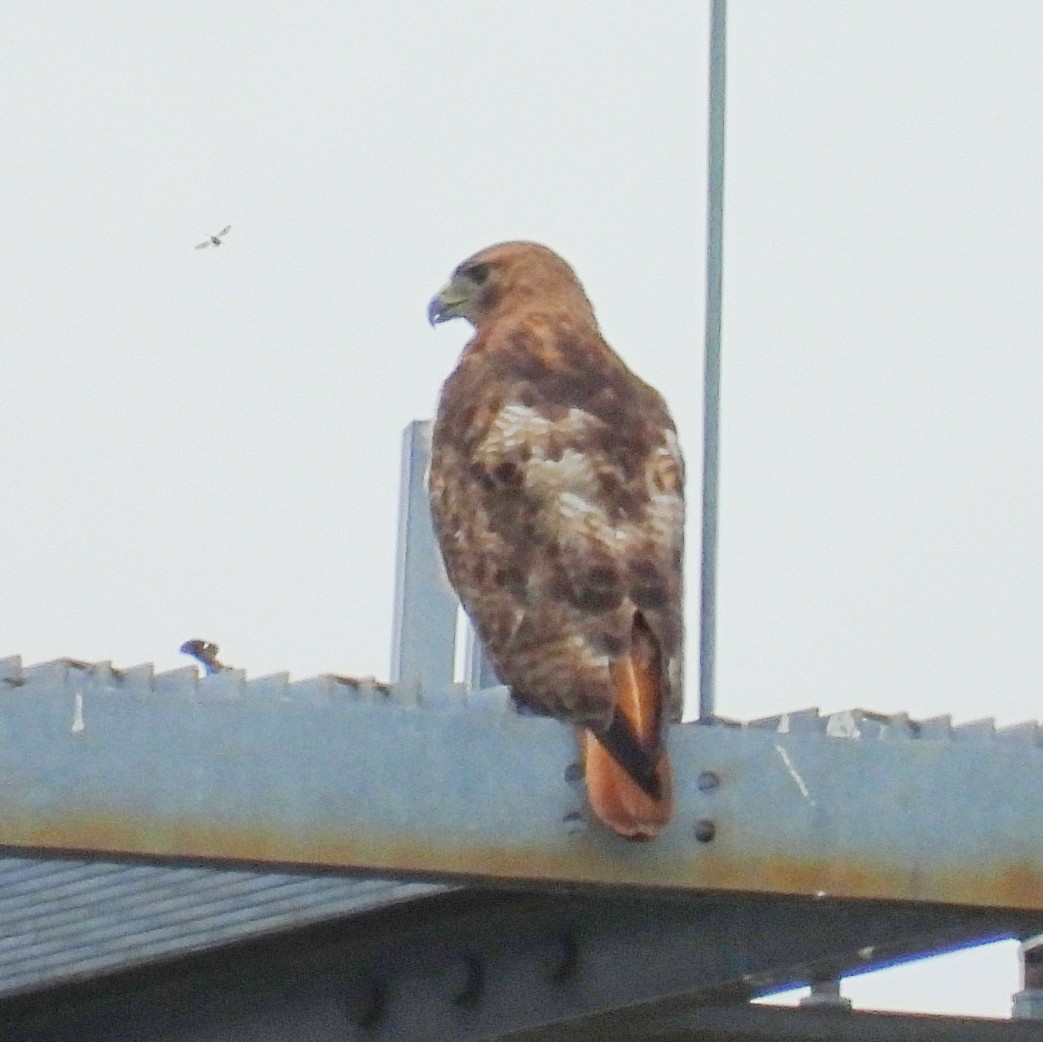 Red-tailed Hawk - ML620761998