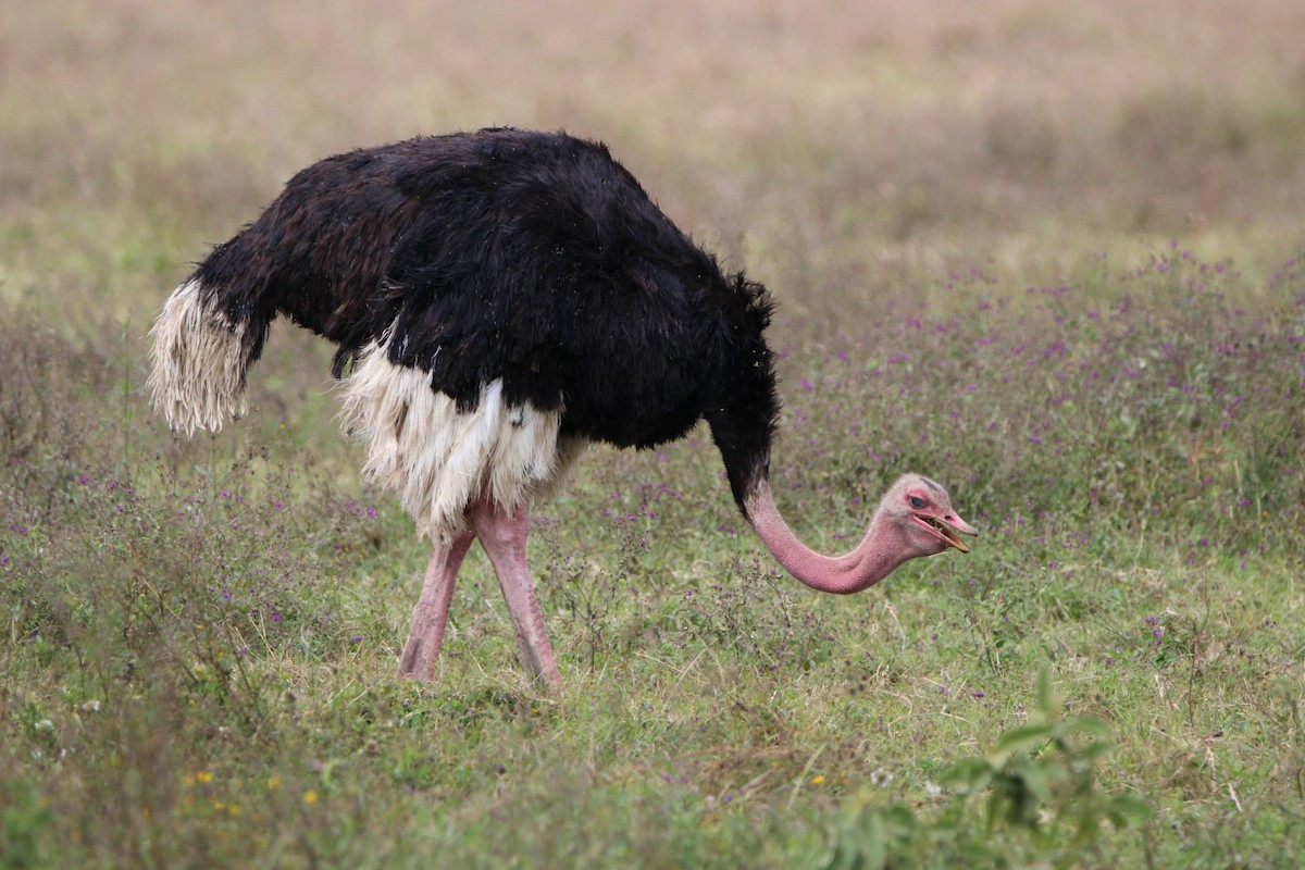 Common Ostrich - ML620762000