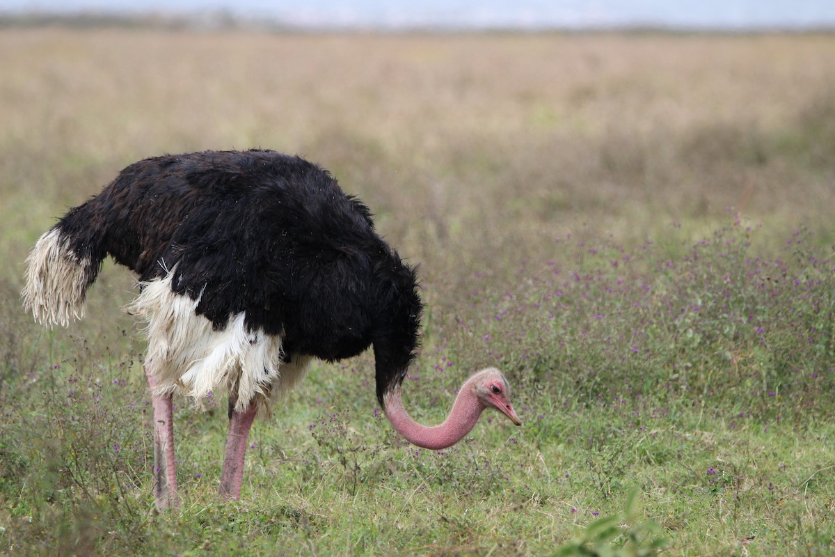 Common Ostrich - ML620762001