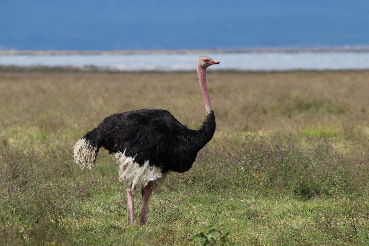 Common Ostrich - ML620762002