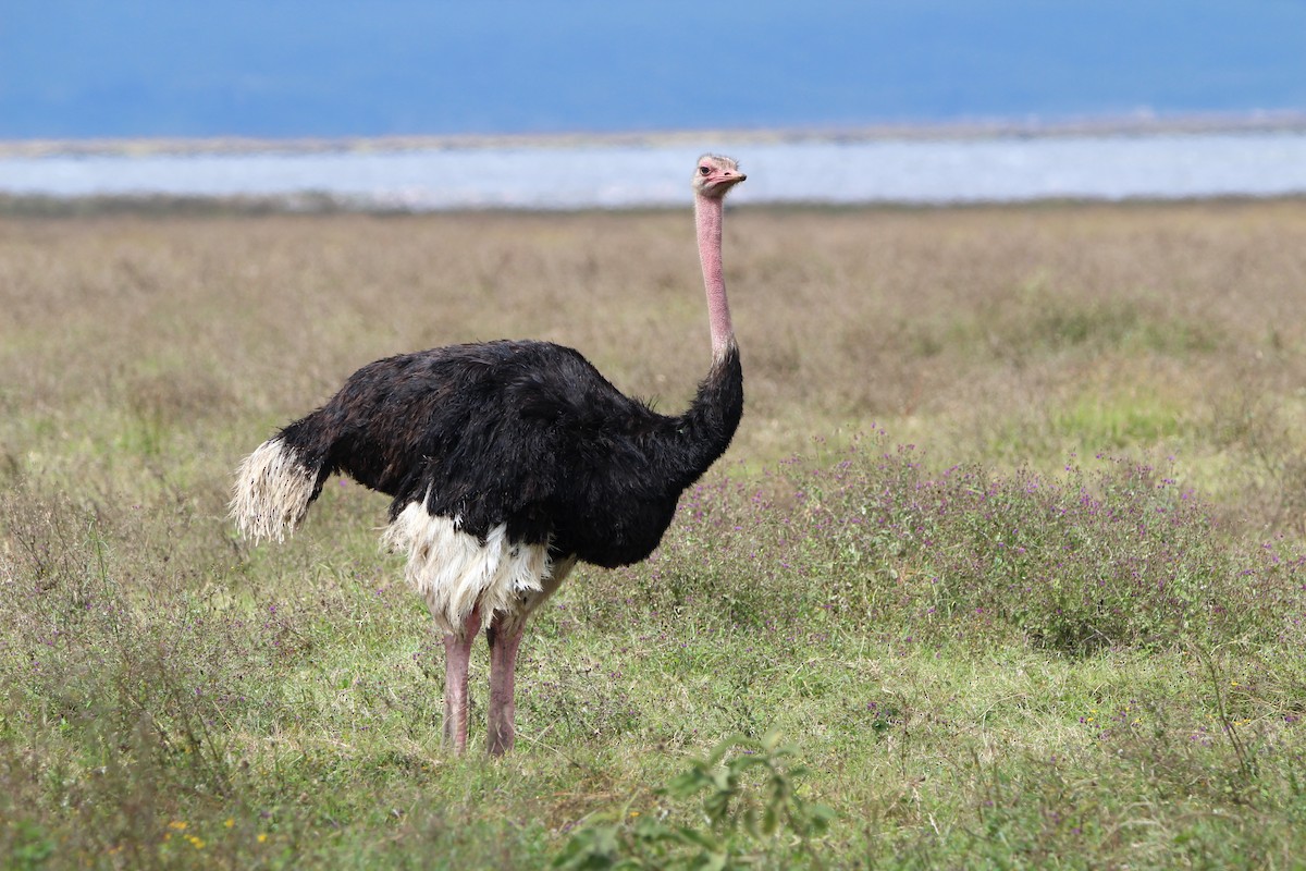 Common Ostrich - ML620762003