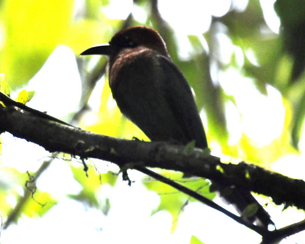 Broad-billed Motmot - ML620762006