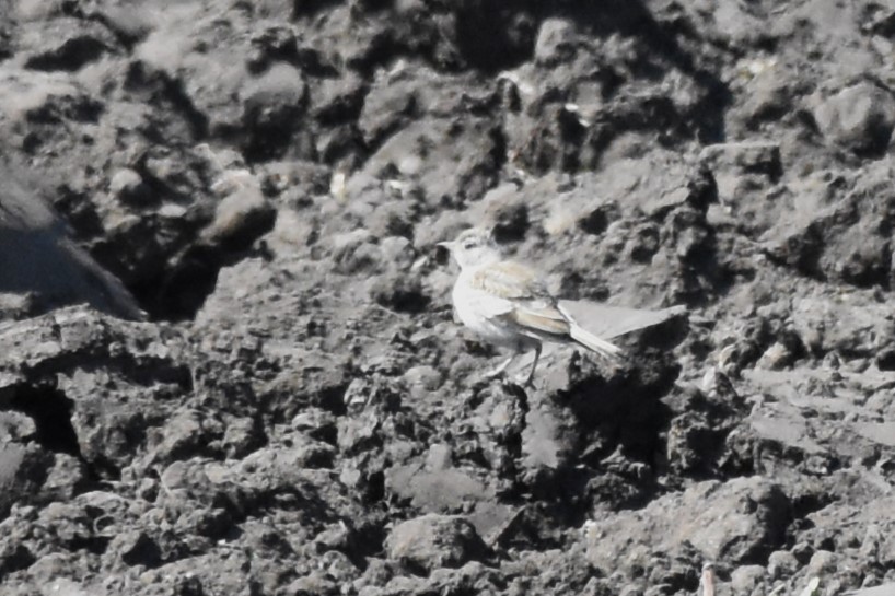 Horned Lark - ML620762007