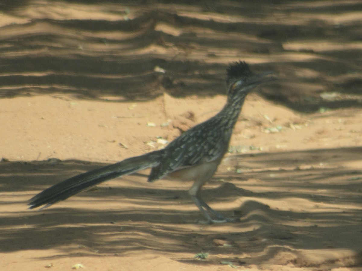 Greater Roadrunner - ML620762009