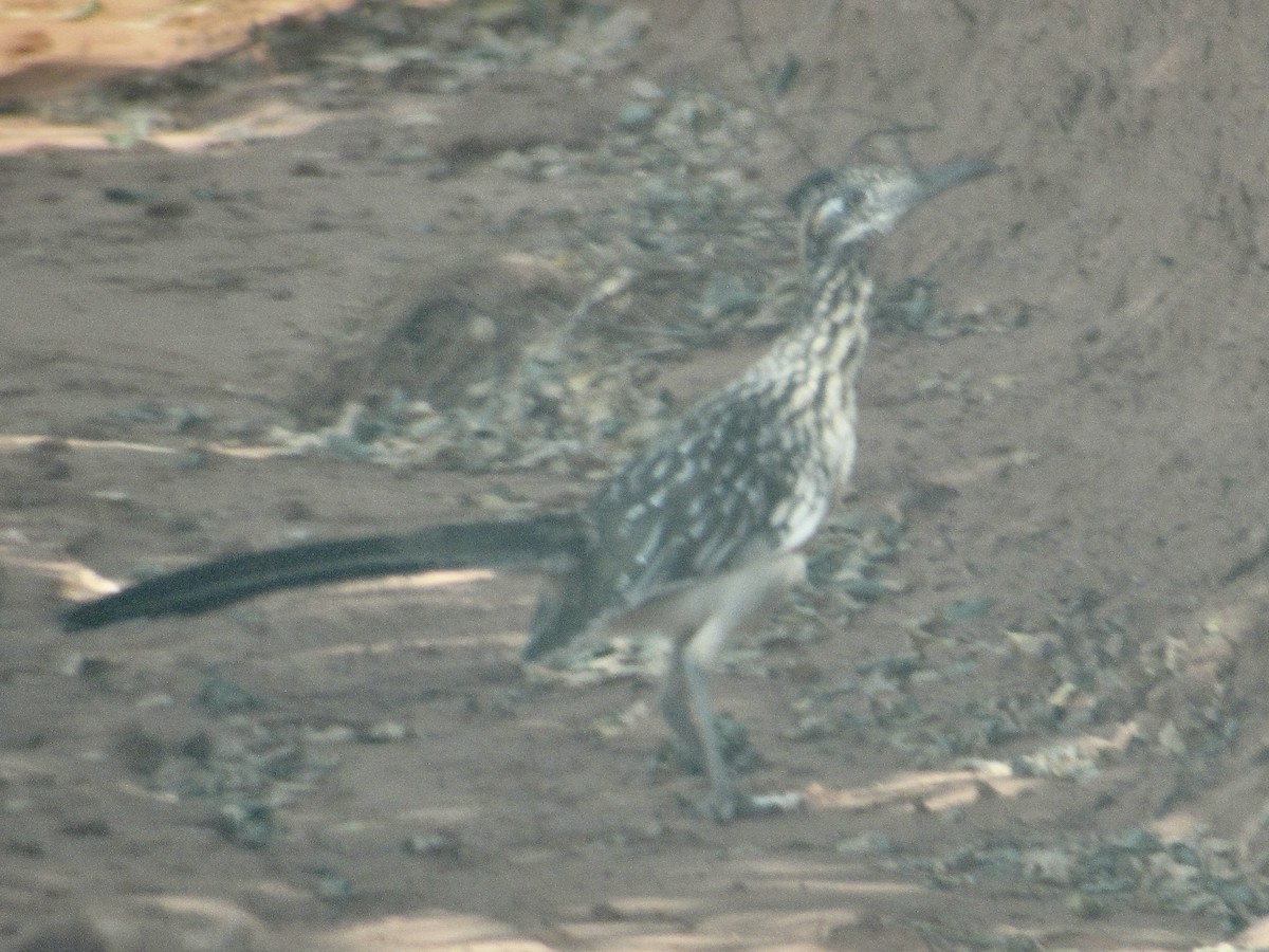 Greater Roadrunner - ML620762010