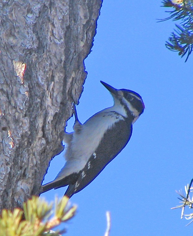 Hairy Woodpecker - ML620762015