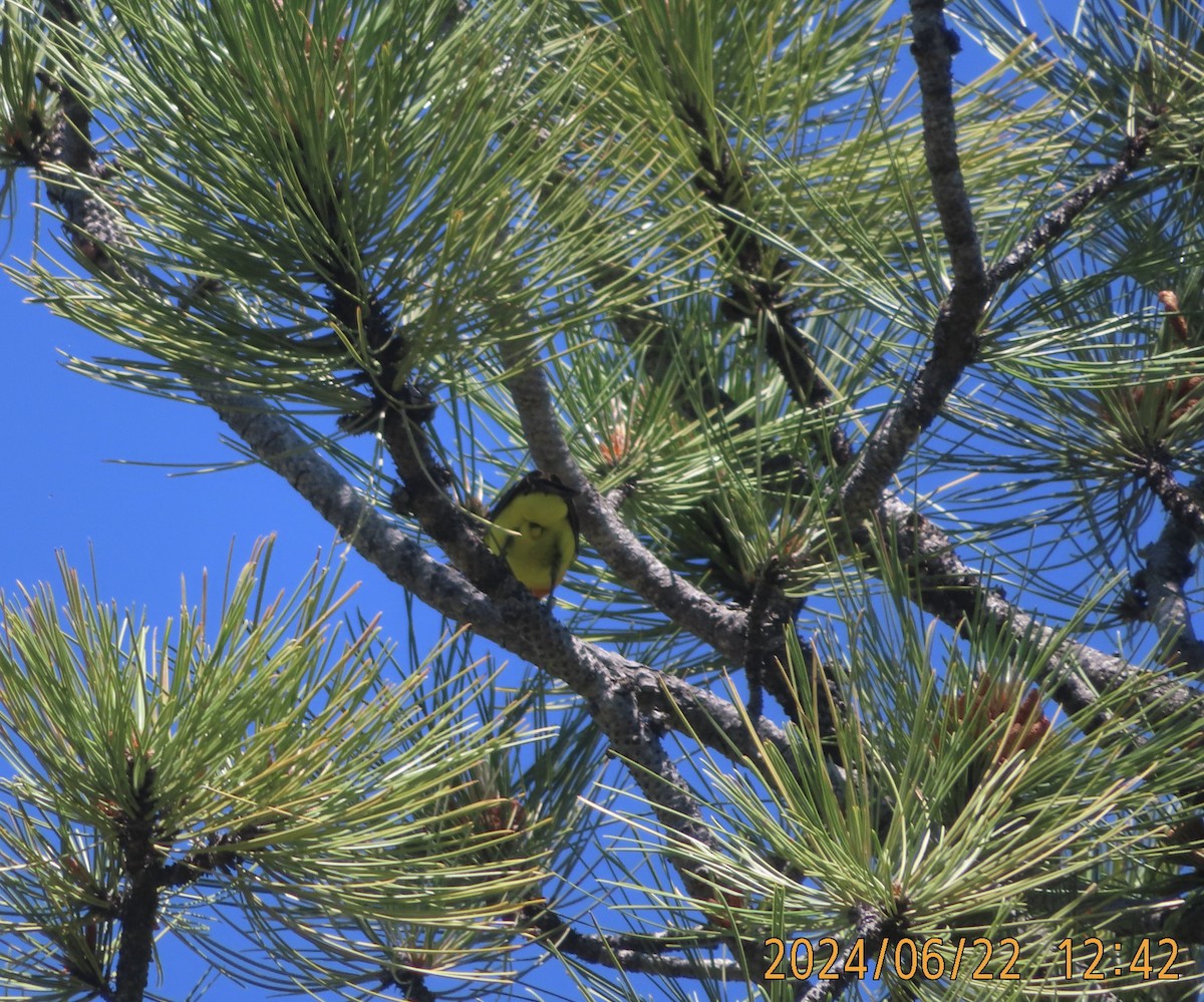 Western Tanager - ML620762016
