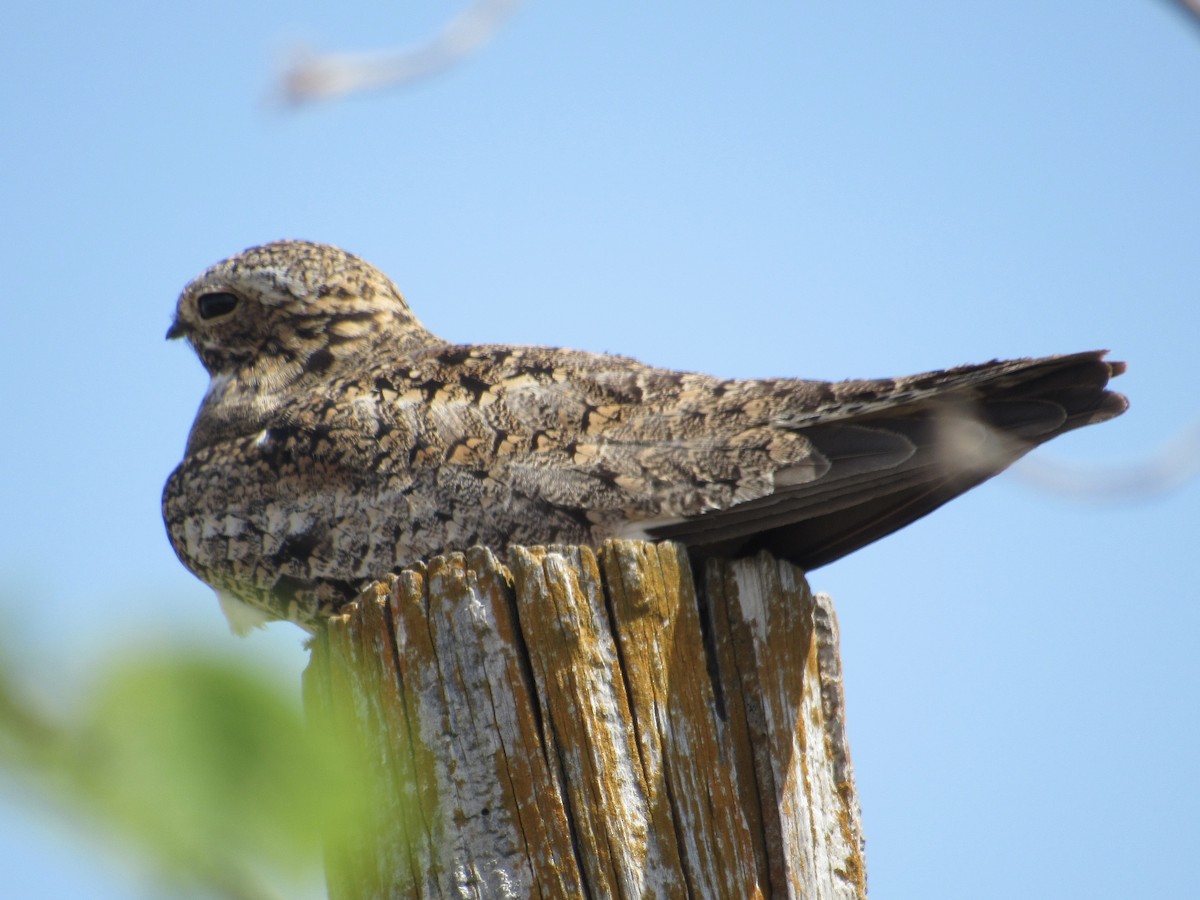 Common Nighthawk - ML620762018