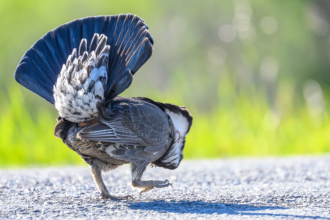 Dusky Grouse - ML620762021