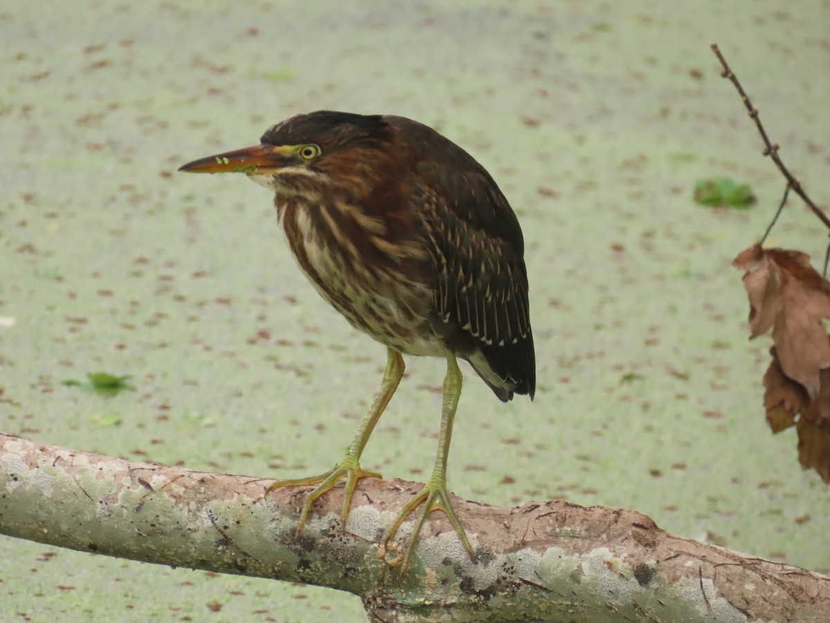 Green Heron - ML620762024