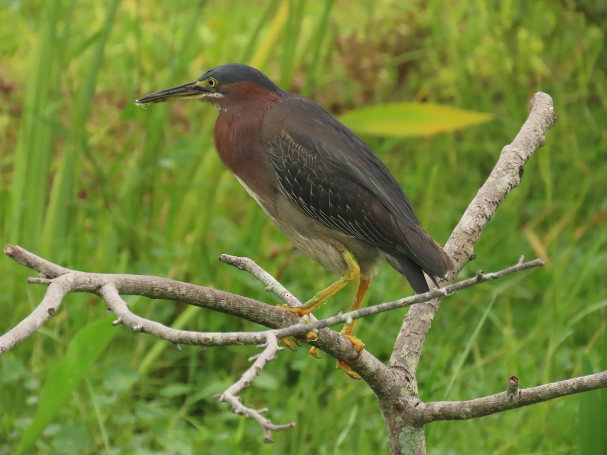 Green Heron - Laurie Witkin