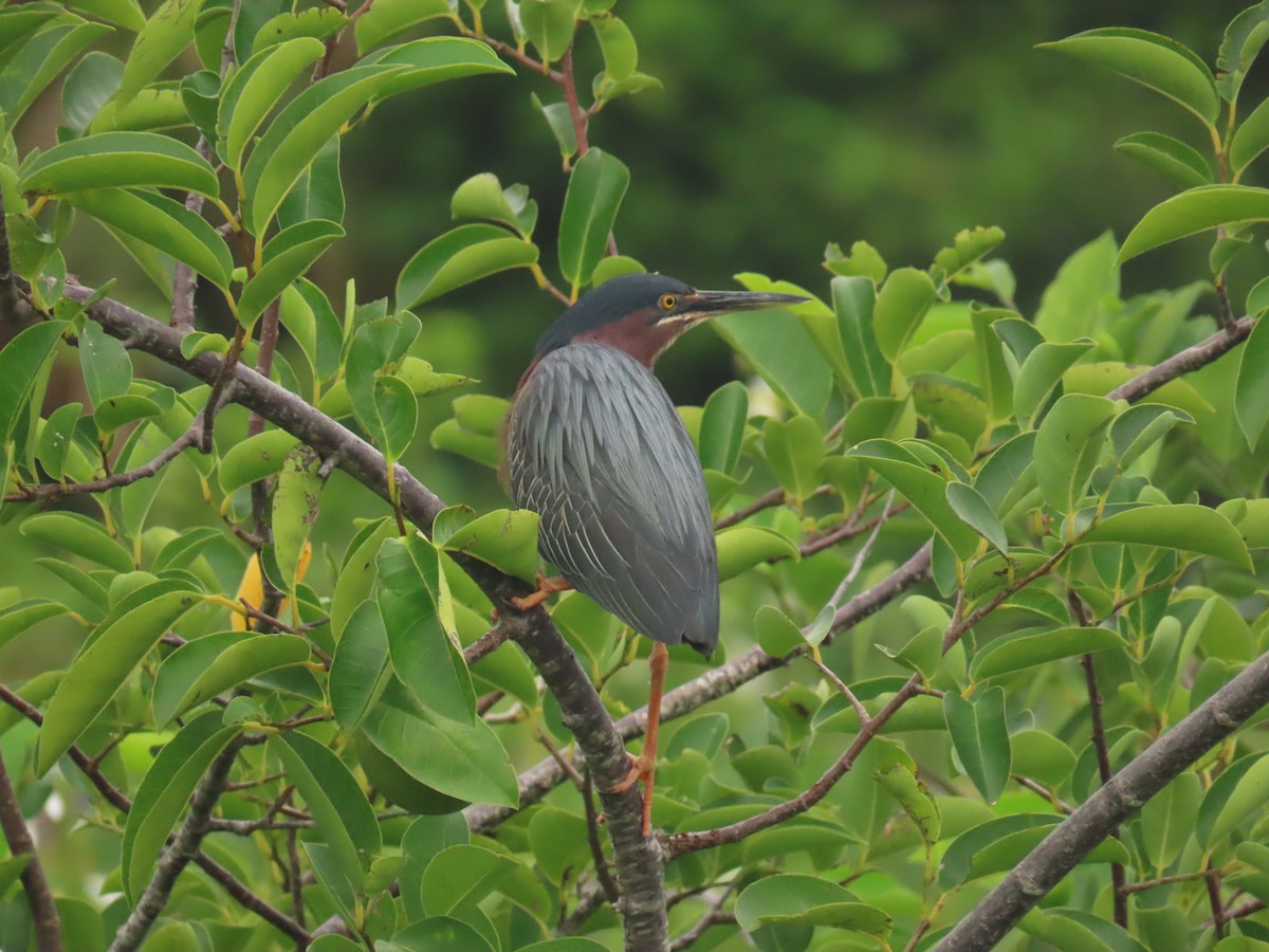 Green Heron - ML620762029