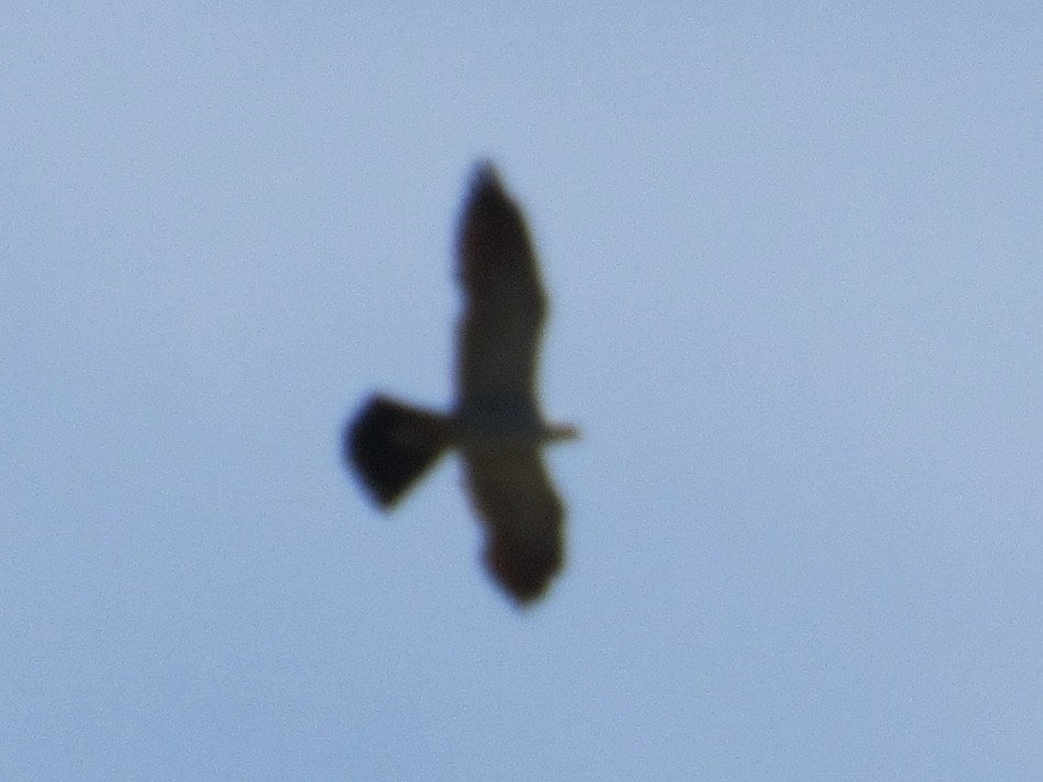 Mississippi Kite - ML620762037