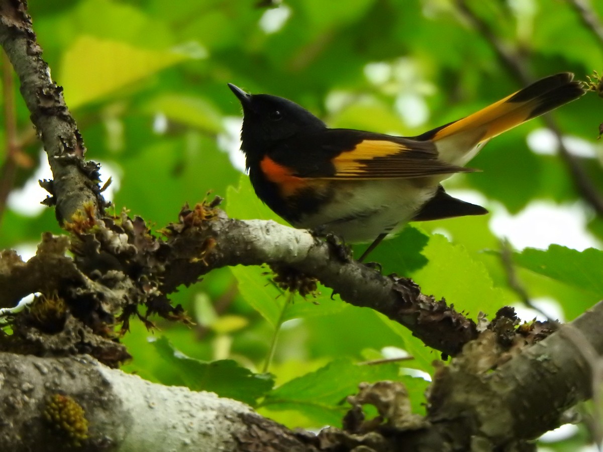 American Redstart - ML620762050