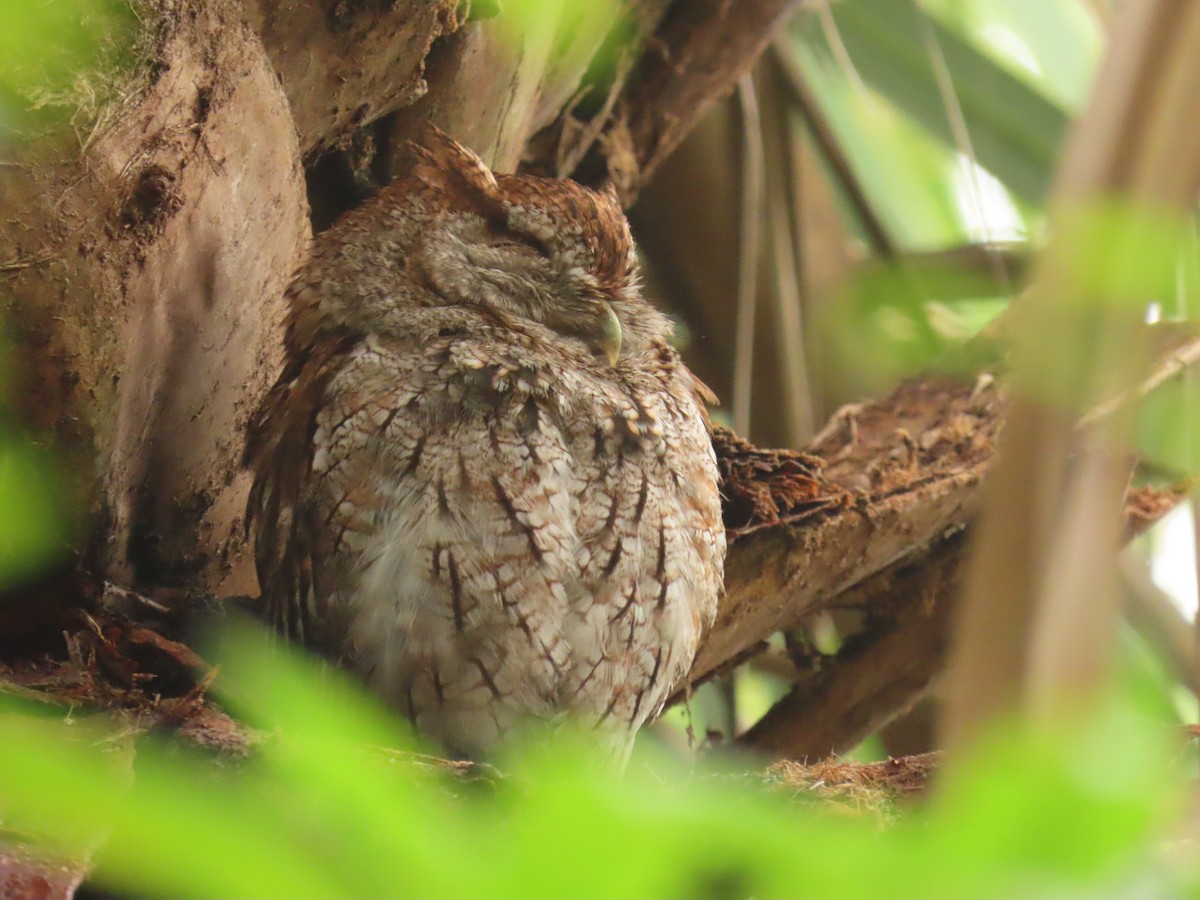 Eastern Screech-Owl - ML620762058