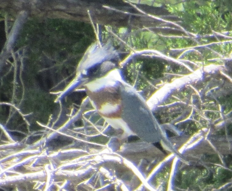 Belted Kingfisher - ML620762061