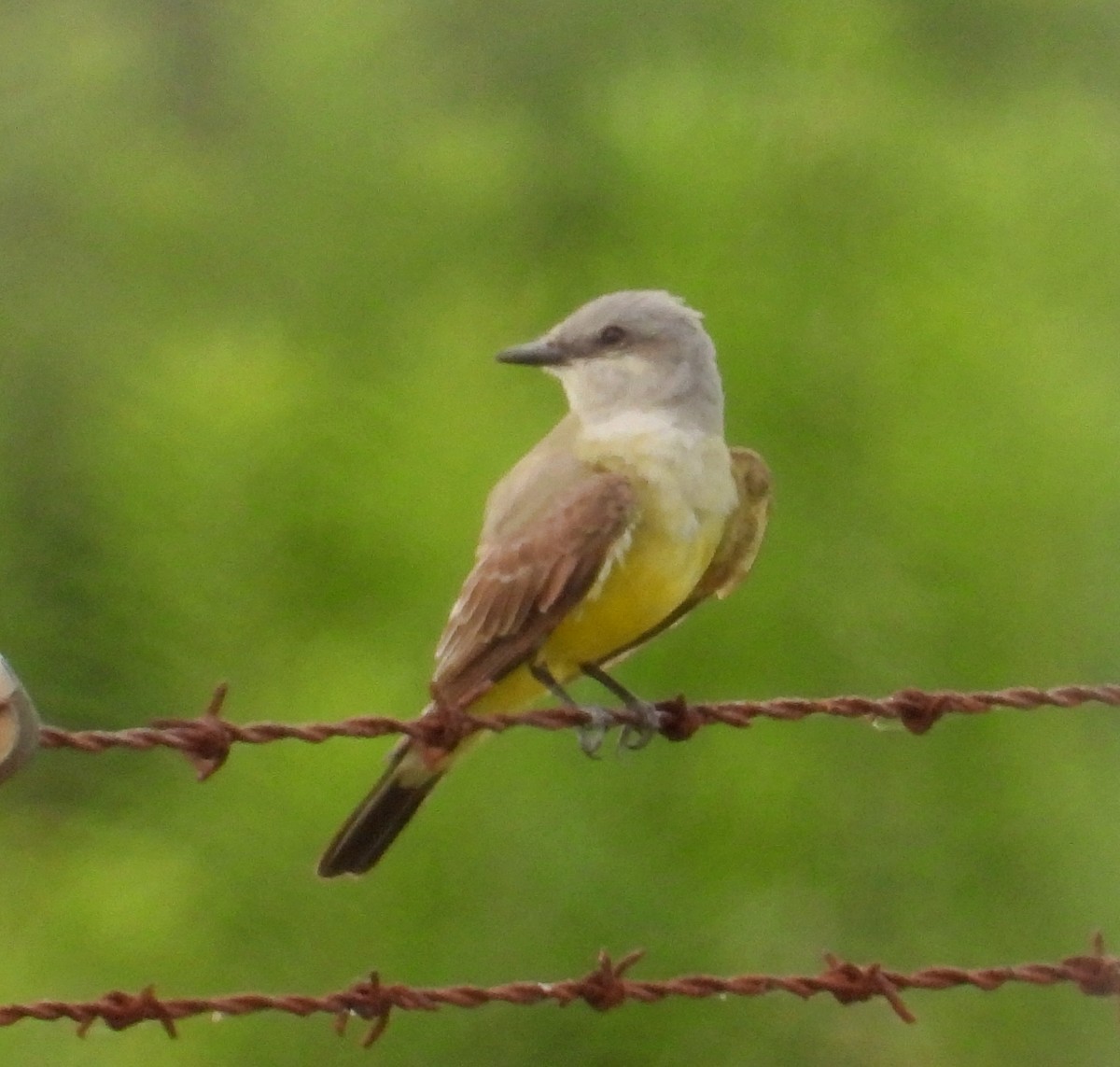 Western Kingbird - ML620762063