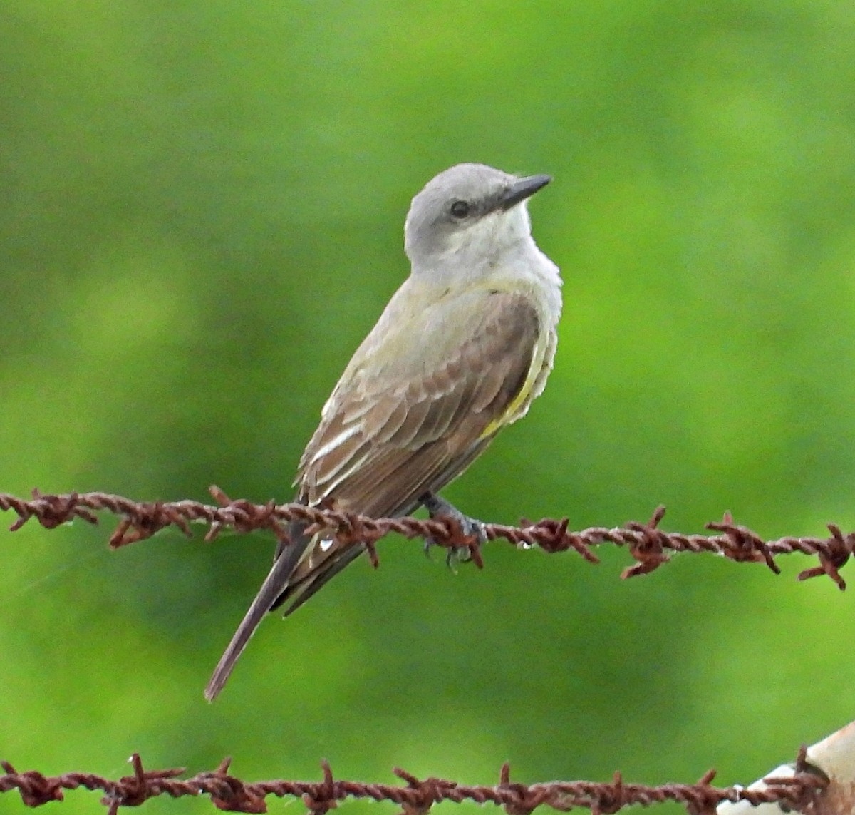 Western Kingbird - ML620762064