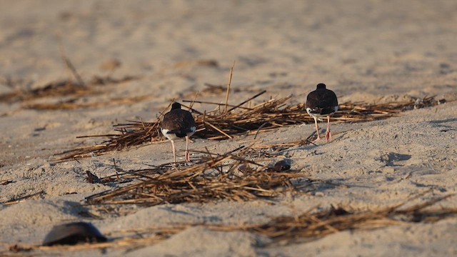 American Oystercatcher - ML620762066