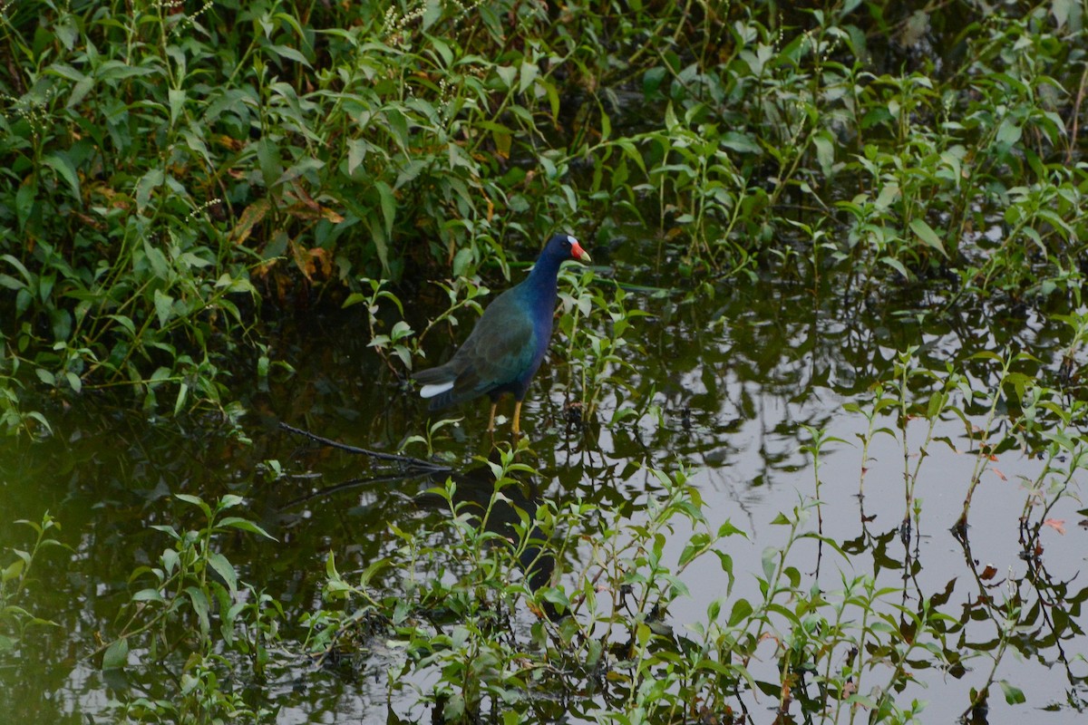 Purple Gallinule - ML620762069