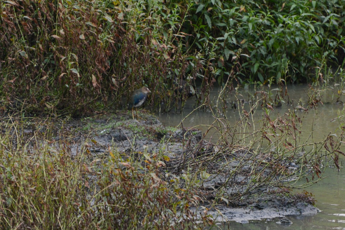 Purple Gallinule - ML620762071