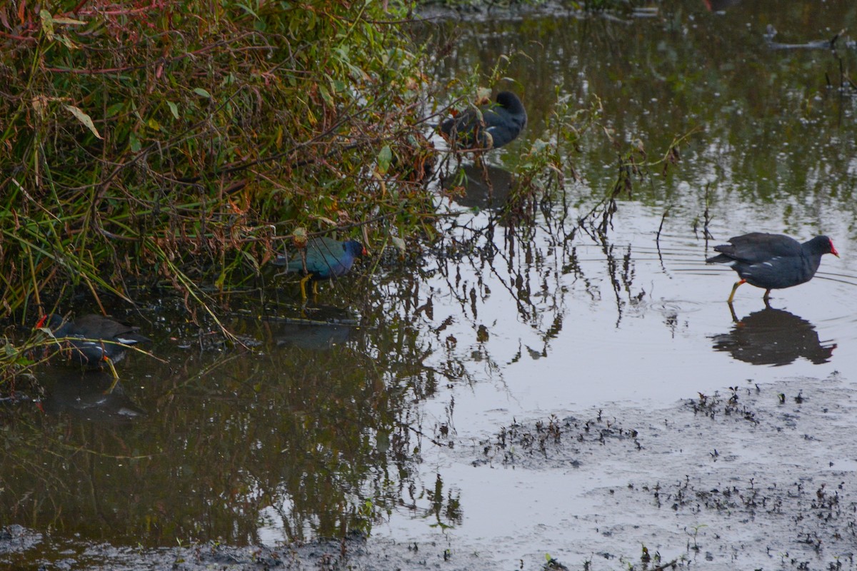 Purple Gallinule - ML620762072