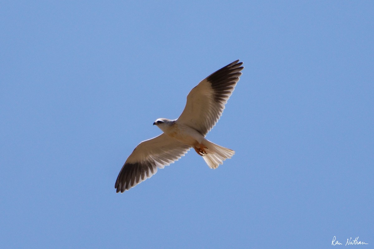 Black-winged Kite - ML620762074