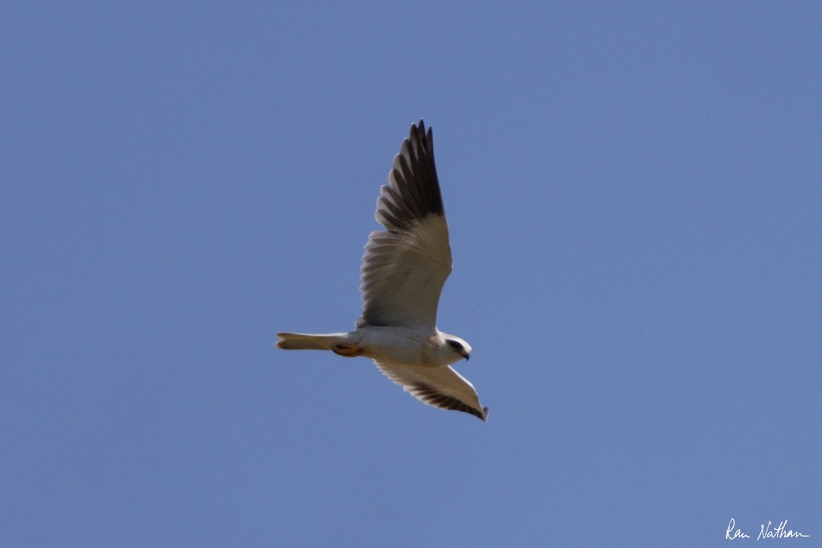 Black-winged Kite - ML620762076