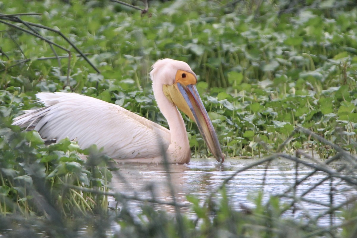 Great White Pelican - ML620762078