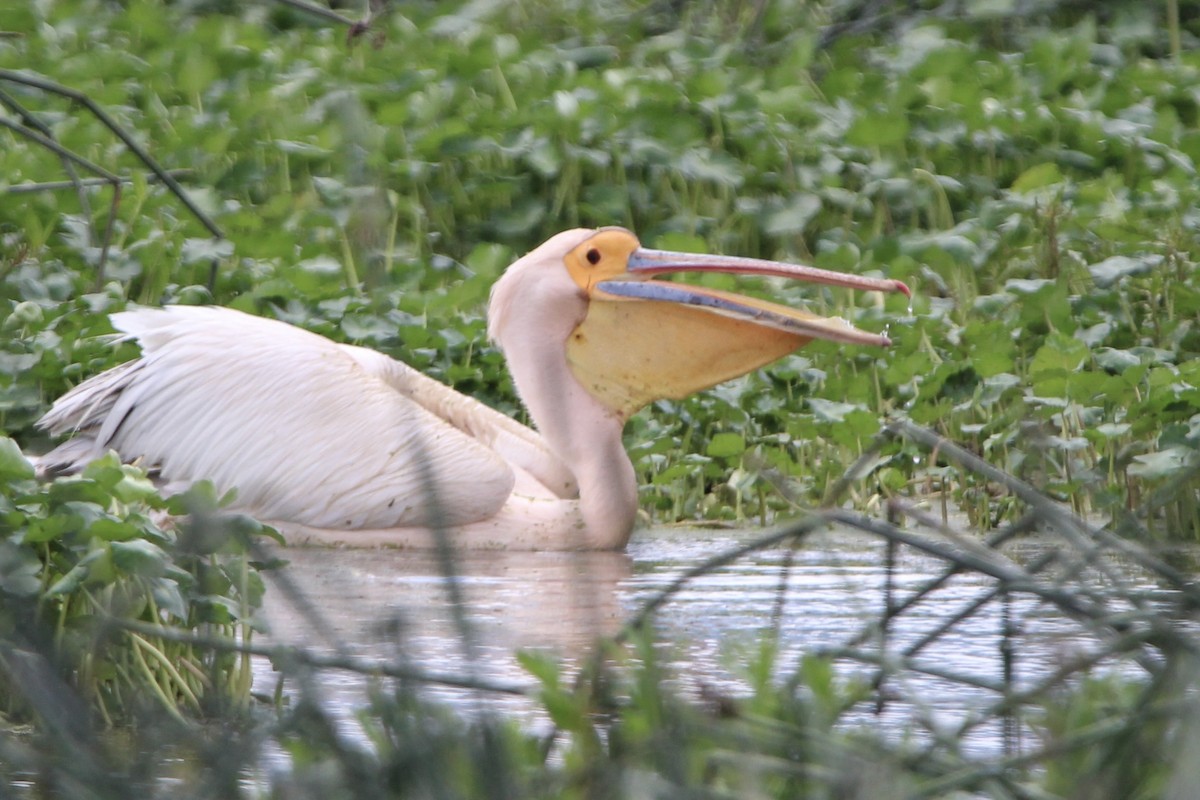 Great White Pelican - ML620762079