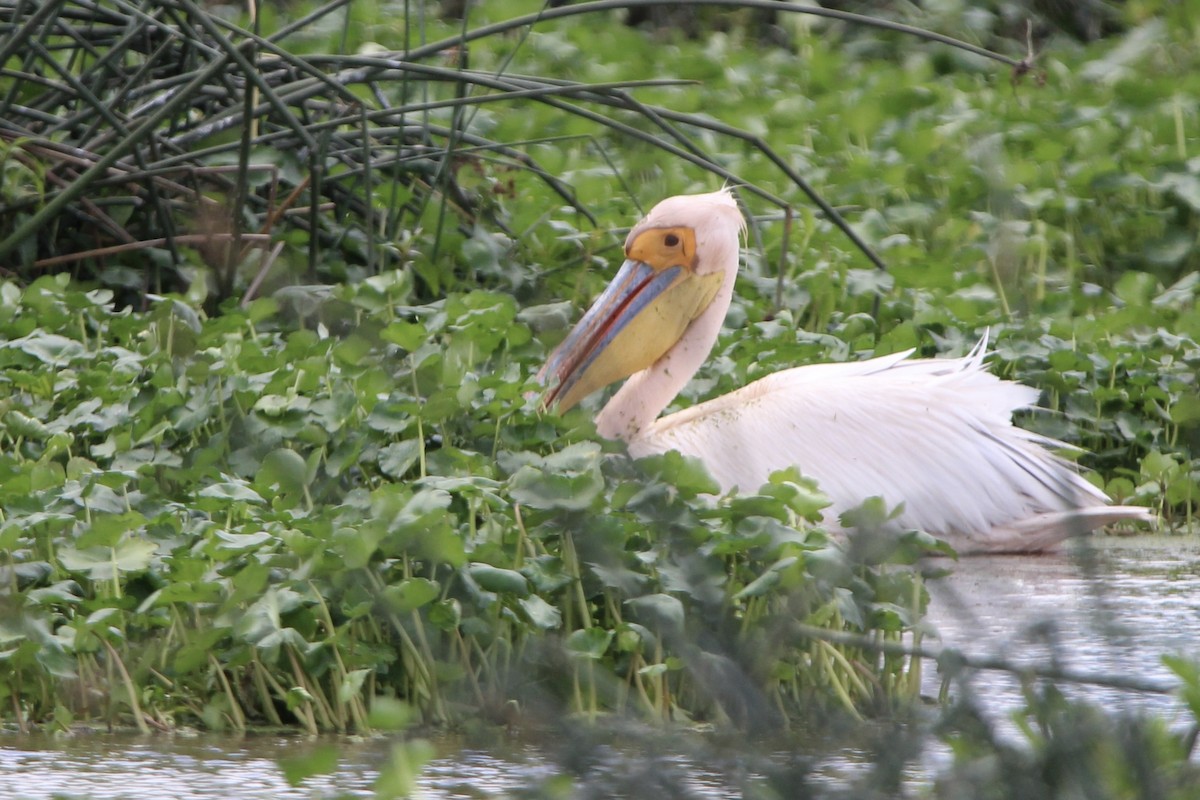 Great White Pelican - ML620762080