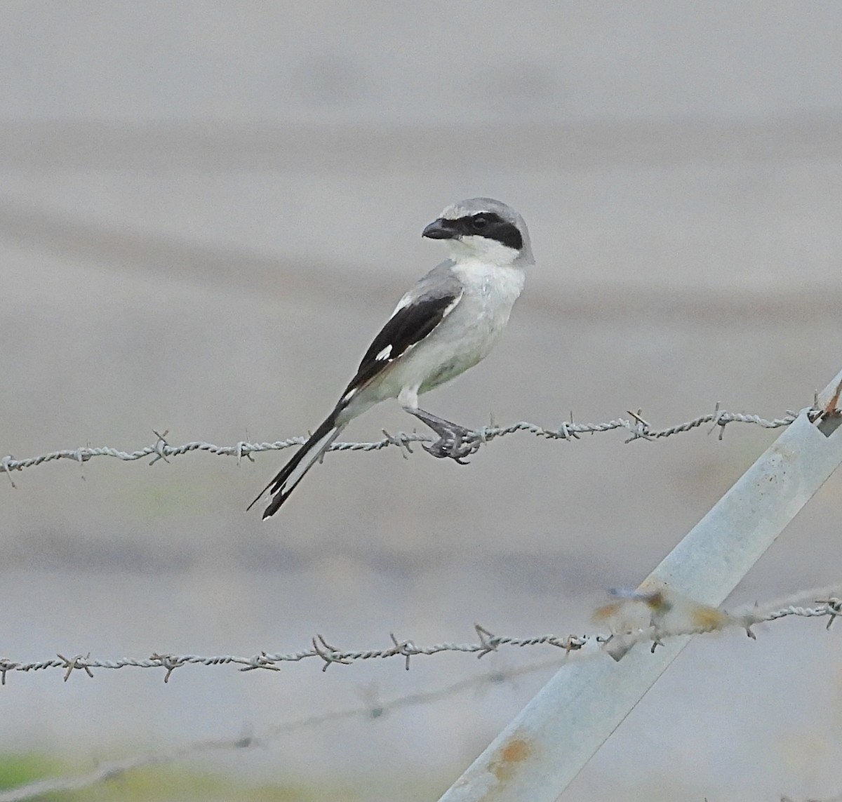 Loggerhead Shrike - ML620762098