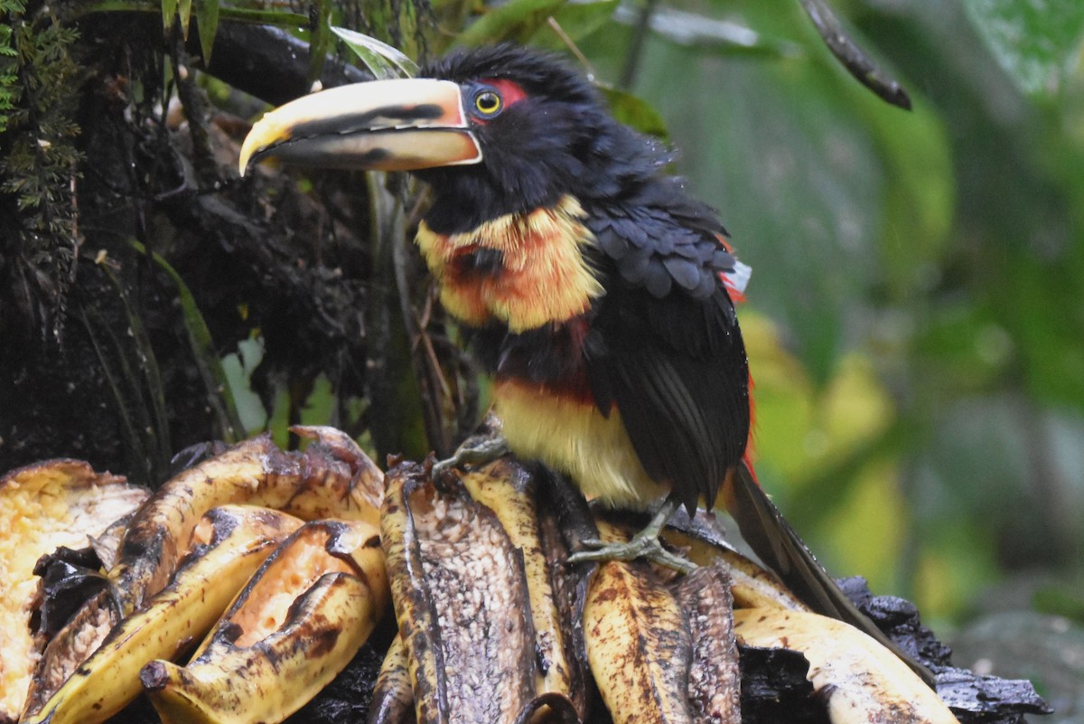 Collared Aracari (Pale-mandibled) - ML620762101