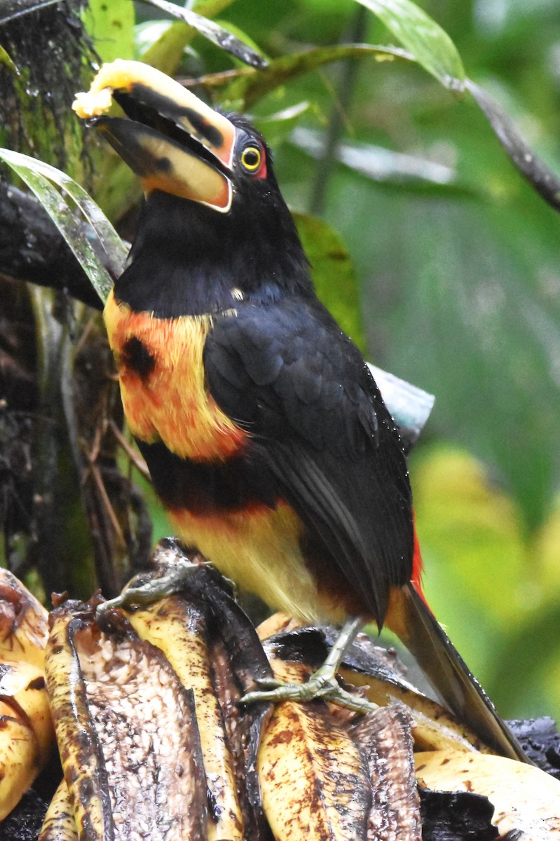 Arasarí Acollarado (erythropygius) - ML620762102